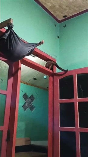muspan 29 #shorts #anabul #musang