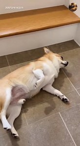 When your battery is at 00% but stairs still exist #cutedog#reelsviralシfb#doglover#videoviralシviralシ2025#reelsfypシ#trendingreel#trendingreel#trendingnow#trendingpost#cute#cutepuppy#cutenessoverload#algorithm #AlgorithmBoost | Apex Reality