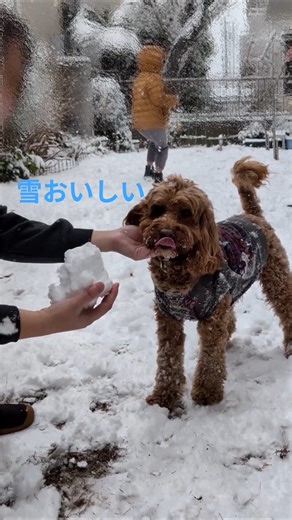 ふわふわの雪は美味しいようです#cockapoo #shorts