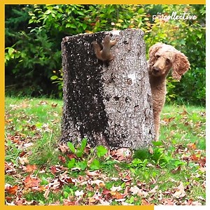 You better move it chipmunk!!! | Try Not to Laugh