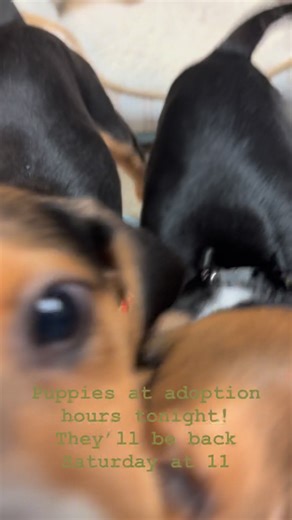 Small Miracles Cat and Dog Rescue on Reels