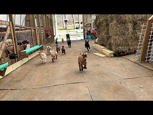 Precious Baby Goat Stampede || ViralHog