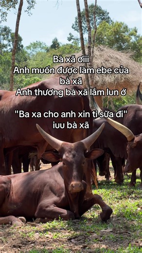 Tour nhốt người thả thú ở Vinpearl Safari Phú Quốc: Trải nghiệm cùng gia đình