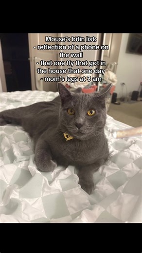 chickenandmouse on TikTok