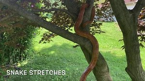 Social Learning Video with Wildlife; Snake Stretches