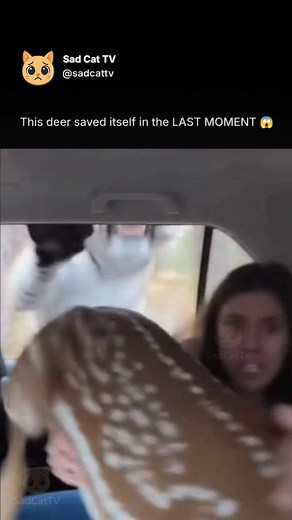 164K views · 1.6K reactions | Tiger behind him… window closing… AND...