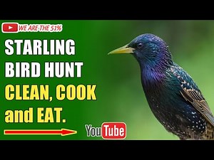 Starling Bird Hunt, Clean, Cook, and Eat!
