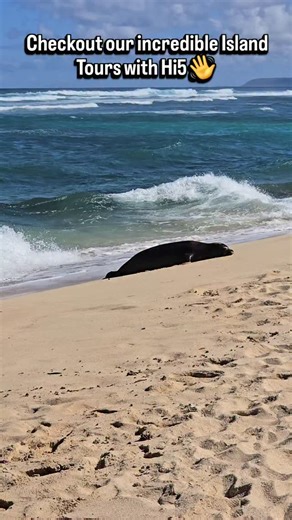 Checkout our incredible Island tours with @hi5activities Amazing Value! . . . #Hawaii #ExploreHawaii #AlohaSpirit #HawaiiLife #ParadiseFound #IslandVibes #HawaiiAdventures #TravelHawaii #HawaiiVacation #AlohaVibes #TropicalParadise #BucketListHawaii #OceanViews #HawaiiDreaming #IslandAdventure #WanderlustHawaii #TropicalEscape #VisitHawaii #BeachVibes #AdventureAwaits #ExploreMore #HawaiiNature #HawaiiTours #HawaiiMagic #InstaHawaii #HawaiiLove #DiscoverHawaii #TravelGoals #IslandLife #explorepa