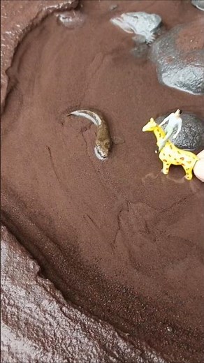 eating snakehead fish... - SNAKEHEAD FISH #shorts #fish #channa #viralvideo