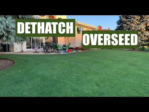 DETHATCH and OVERSEED for a THICK GREEN LAWN