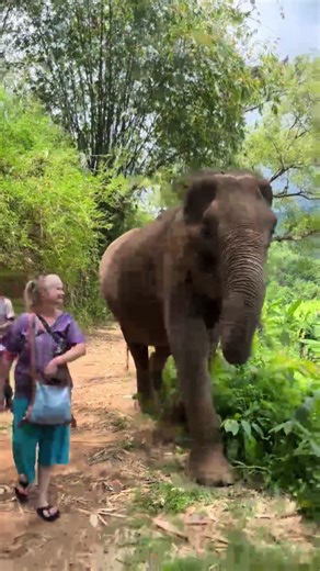 @Happy elephant Home official. Life changing experience in Chaing Mai, Thailand #elephant #thailand #bucketlist #chaingmai