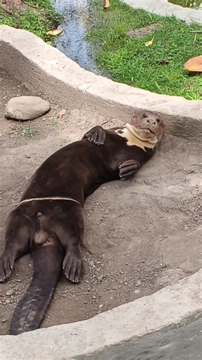 Nutria en Parque Francisco de Miranda: ¿Bien cuidada o consentida?