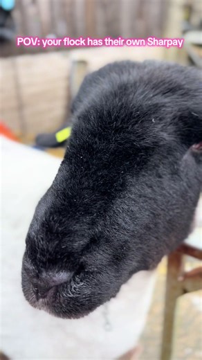 Queen Sass 🤍🖤 #creator #womeninagriculture #viral #suffolksheep #agrishow