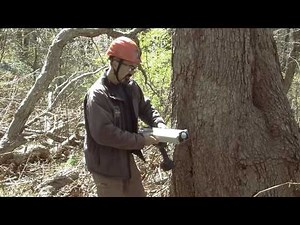 Resistograph / Coring a Tree - Rutgers Hazard Tree ID Class