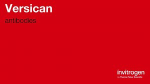 Versican antibodies from Thermo Fisher Scientific