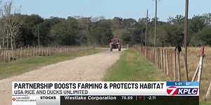 Rice Stewardship Program helps keep Louisiana rice farming, wildlife thriving
