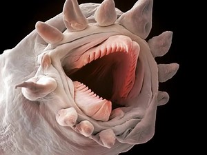 28K views · 219 reactions | You ever look at something and just know it shouldn't exist? Meet the scale worm. This one was captured under a microscope. Normally, they slither across the ocean floor wearing plates of armor, like living fossils or medieval bugs from another dimension. Some glow. Some bite. Most just crawl around with way too many teeth. Sleep tight. They're real. #CreepyCreatures #ScaleWorm #DeepSeaTerrors #WhyNatureWhy | Daniel Arenson, Sci-Fi & Fantasy Author | Facebook