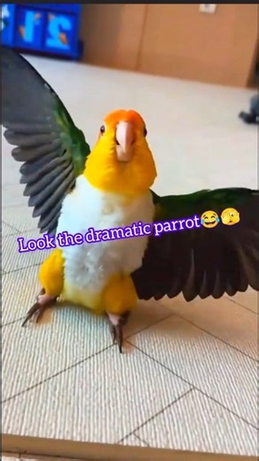 4.2K views · 88 reactions | Look the dramatic parrot 﫣朗 #snow #ontario #parrot #funnyreels #petlovers #viralreelsシ | Limon Aviary | Facebook