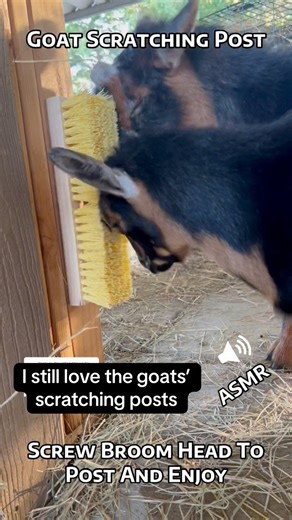 822K views · 9.7K reactions | Goat scratching post ASMR #onthisday #goats #farmlife #nigeriandwarfgoats #asmr | Kids On Kerth | Facebook