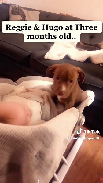 Dogs Experience Newborn Babies for the First Time