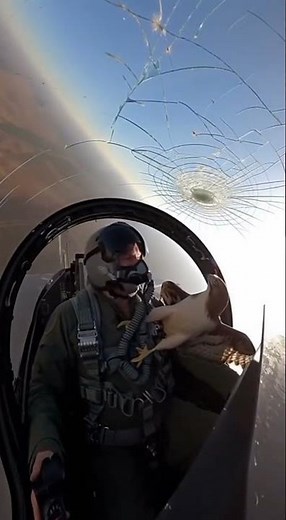 Cockpit GoPro — bird smashes through cracked canopy | #automobile #jetworld #aircraft