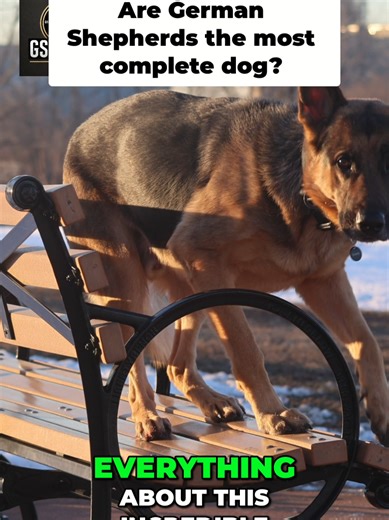 German Shepherd: The MOST Complete Dog Breed? Power. Intelligence. Loyalty. The German Shepherd isn’t just a dog — it’s the definition of versatility. From elite protection work to family companionship, no breed balances strength, obedience, and emotional intelligence quite like the GSD. Whether it’s guarding, training, or bonding with its owner, this breed operates on another level. The real question is… is there ANY dog more complete? #GermanShepherd #WorkingDog #DogTraining #GSDLife #DogLover