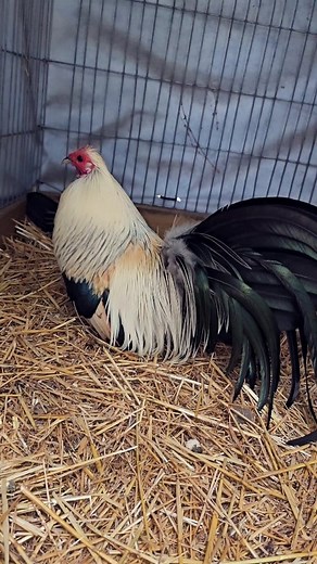 silver quail/mini fenix #kikirikis #dallasfortworth #Ranchodeljudas #oegb #bantams | Rancho Del Judas
