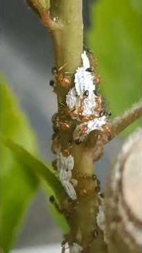 Mealybug and ants #gardening #trending #cocopeat #garden #agriculture
