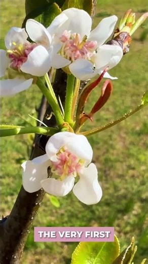 We have pear flowers on our pear tree we planted last year and I am so so excited