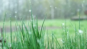 Heavy snowfall at spring. Snow and blurred green grass, trees. Slowly falling snow flakes. Bad snowy weather day. Summer nature background. No People, Super Slow motion. Snowstorm. Change of season