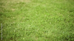 Slow motion shot of bare feet of little girls walking, jumping and running on green grass. Happy children playing outdoors in spring or summer park. Fun at field. Stock Video