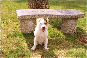 Louie: The Parson Russell Terrier