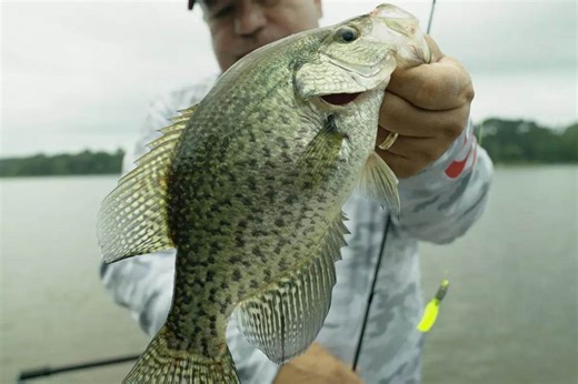 5 Best Lakes for Slab Crappie in the South - Game & Fish