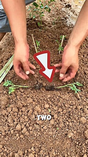 Planting Seedlings Horizontally🌱🍅#farming