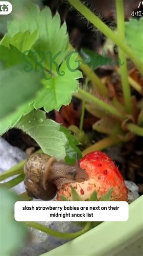 6.8K views · 57 reactions | Don't waste your money for insecticide | SRK | Facebook