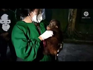 Naughty baby orangutan can bite officer || Real video