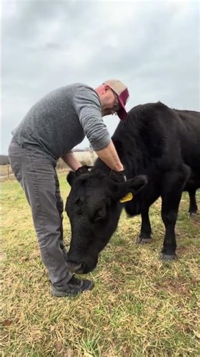 Cows Remember Kindness Forever! #cow #bond