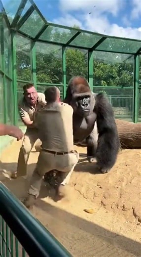 Heart Stopping Moment Gorilla Saves Zookeeper from Leopard Attack!