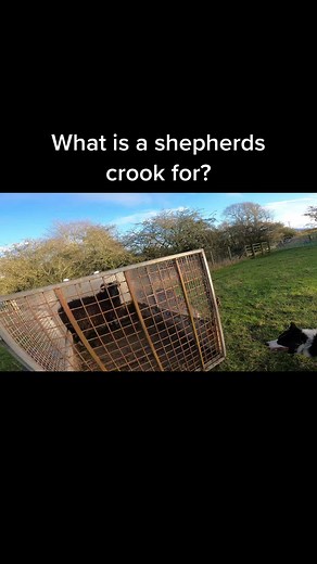 Crook made by @macqueen1010 #fyp #fypシ #foryou #learnontiktok #howto #animals #bordercollie
