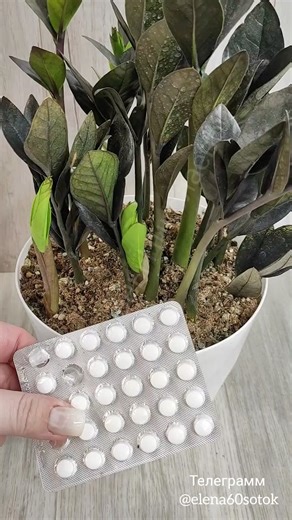 DID YOU KNOW THAT THIS WAY WILL GROW A LOT OF THICK LEAVES FROM ZAMIOCULCAS #plants #zamiokulkas