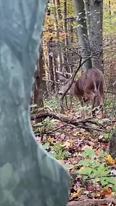 128K views · 2.1K reactions | Wondering how the GhostBlind works? Check out this video!  bit.ly/GhostBlind | GhostBlind | Facebook