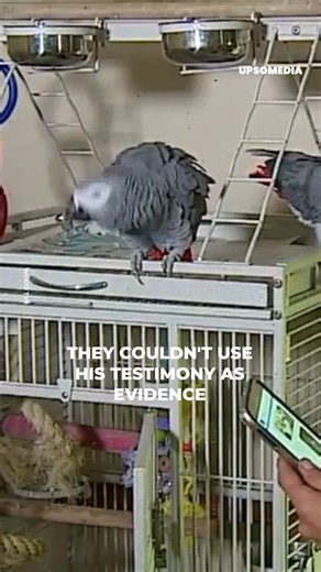 11K views · 189 reactions | A parrot witnessed the end of its owner's life, and although many believed what happened was an accident, the bird would remember every argument that led up to that dark moment. | The Enigma | Facebook
