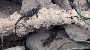 Bluechinned roughscaled lizards (Sceloporus cyanogenys) resting