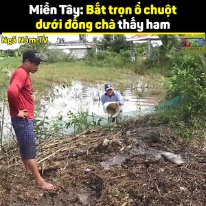 2.8M views · 1.7K reactions | Mấy con chuột hết đường chạy Nguồn: Ngã Năm TV Bản quyền được bảo vệ và quản lý bởi MCV Network #MCVNetwork #MCVGroup #MCVMedia #MCVTV #NgãNămTV #NWT #NNTV_ #netbiz #SpeedCouple | MCV Network | Facebook