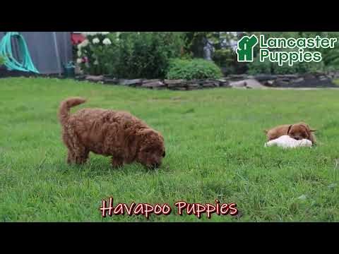 Adorable Havapoo Puppies