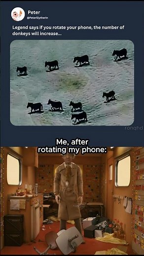 how many donkey did you see?