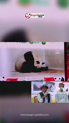 Kelahiran Bayi Panda di Taman Safari Indonesia