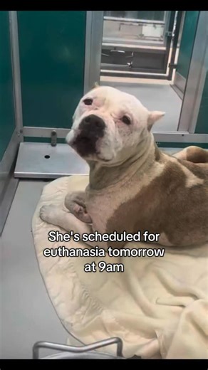 Kayla Winrow | The Dog Mother on Instagram: "Because of her skin, she may struggle to find placement and will be euthanized tomorrow 😭💔 ‼️EUTH WEDNESDAY 01/14 @9AM‼️OKC Animal Welfare! Jubilee Animal ID: A468098 Kennel No.: 127 Intake Date: 1/6/2026 Age: 6 YRS Description/Breed: WHITE/ TAN AM PIT BULL TER Sex: Female Comments: Euthanasia 1.14 Eligible foster/transfer/paws2adopt This girl is in rough shape with a skin condition, alopecia generalized across body. She's a very friendly and sweet 