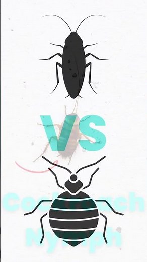 Roach VS Bed Bug - Which is Which? #roach #bedbugs