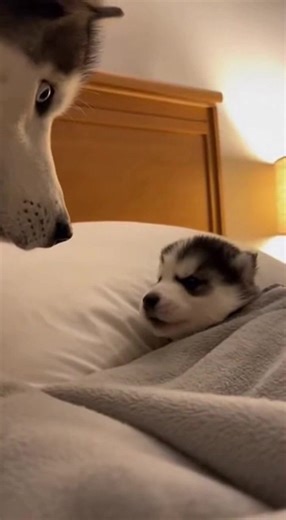 Husky's Funny Reaction to Being Woken Up Early